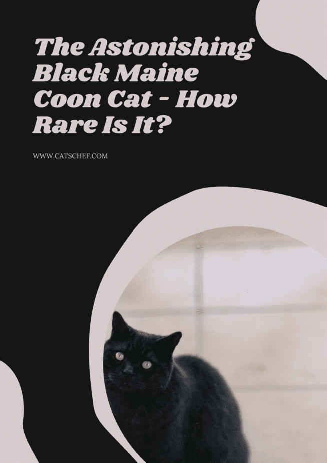Şaşırtıcı Siyah Maine Coon Kedisi - Ne Kadar Nadirdir?