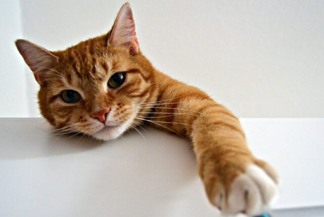 Turkish Cat Names