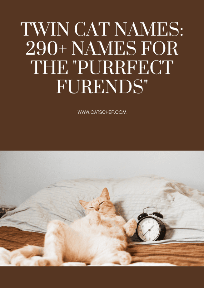 Twin Cat Names: 290+ Names For The "Purrfect Furends"