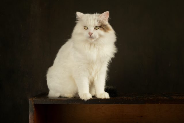Urdu Names For Cats