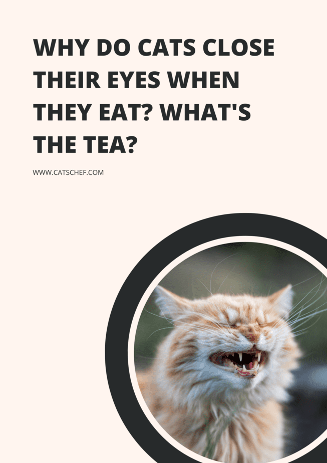 Why Do Cats Close Their Eyes When They Eat? What's The Tea?