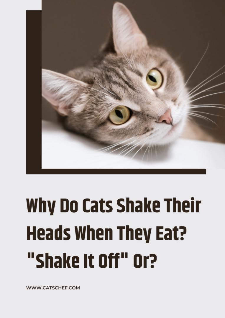 Why Do Cats Shake Their Heads When They Eat? Shake It Off Or?