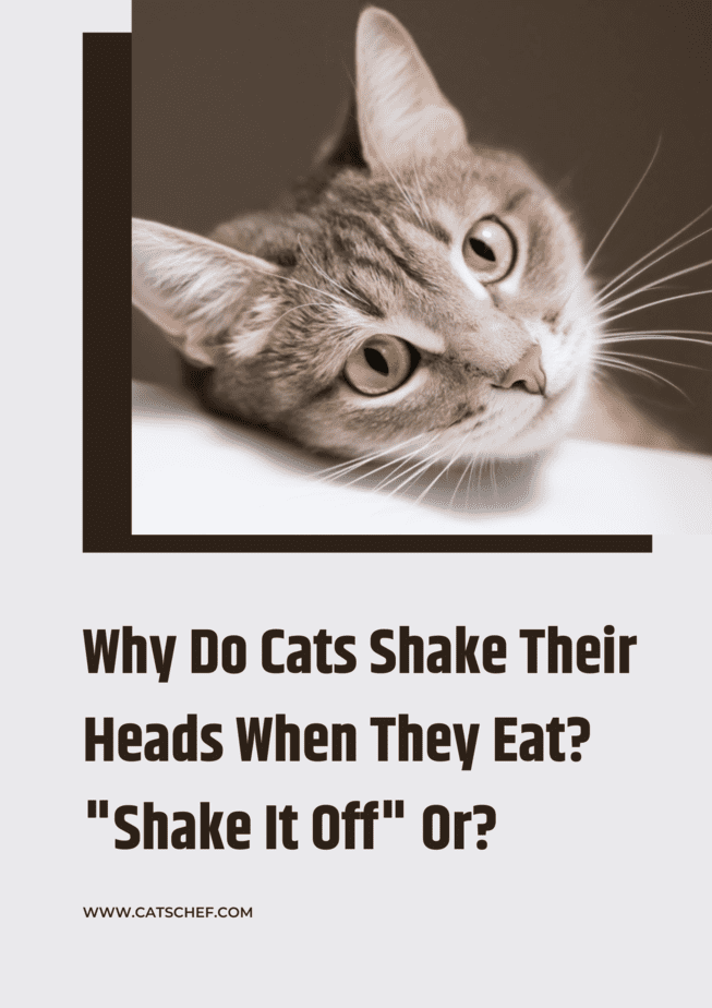 Why Do Cats Shake Their Heads When They Eat? "Shake It Off" Or?