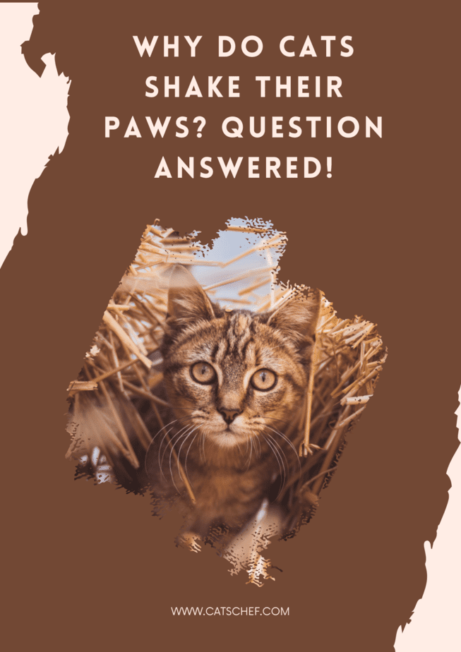 Why Do Cats Shake Their Paws? Question Answered!