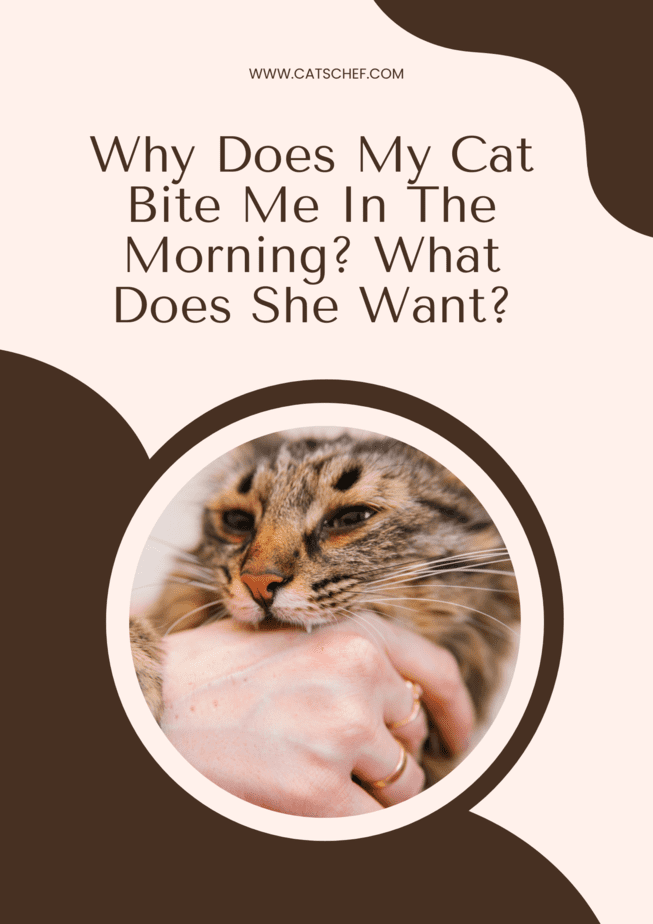Why Does My Cat Bite Me In The Morning? What Does She Want?