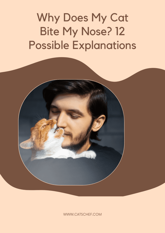Why Does My Cat Bite My Nose? 12 Possible Explanations