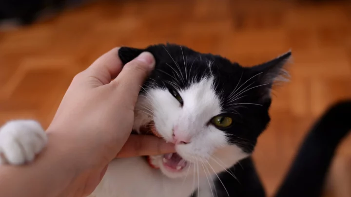 Why Does My Cat Lick Me Then Bite Me? Truth Revealed!