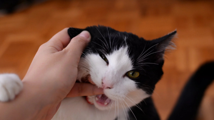 Why Does My Cat Lick Me Then Bite Me? Truth Revealed!