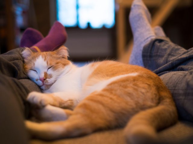 why does my cat sleep between my legs