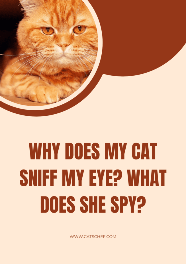 Why Does My Cat Sniff My Eye? What Does She Spy?