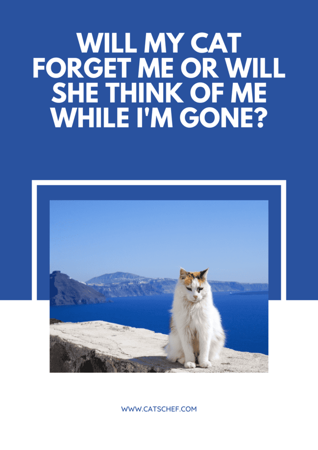 Will My Cat Forget Me Or Will She Think Of Me While I'm Gone?