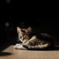 kediler karanlıktan korkar mı