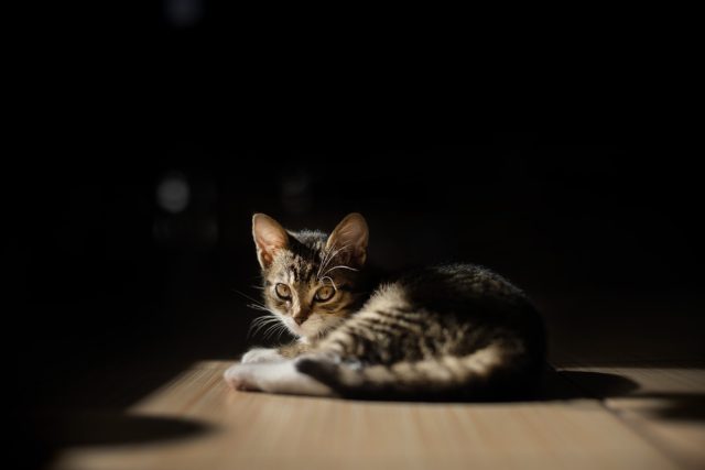are cats scared of the dark