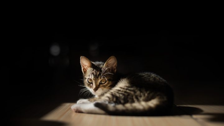 Are Cats Scared Of The Dark? Is It Something They Fear?