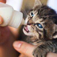 are hand-reared kittens more affectionate