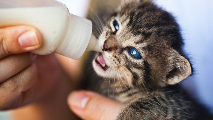 Are Hand-Reared Kittens More Affectionate? (Here’s The Answer)