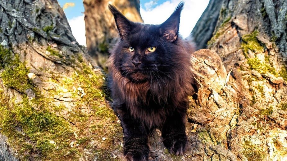præambel Person med ansvar for sportsspil Frastødende The Astonishing Black Maine Coon Cat - How Rare Is It?