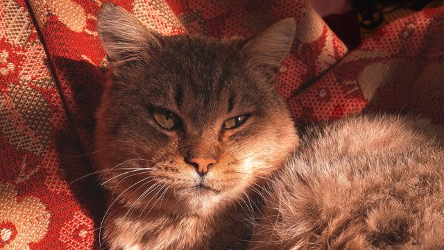 can cats drink almond milk