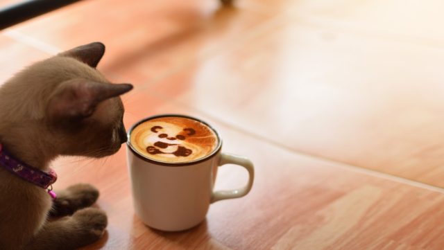 can cats drink chocolate milk