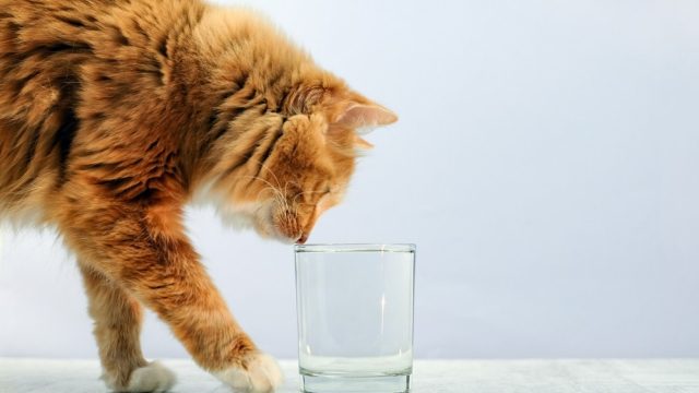 can cats drink soda