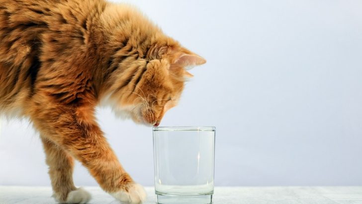 Kediler Soda İçebilir mi? "Soda-Lezzetli" mi Yoksa Bu İçecekle İşi Bitti mi? 