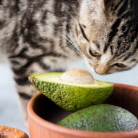 can cats eat avocado