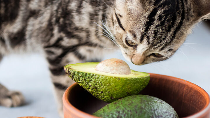 Can Cats Eat Avocado? Can This Tasty Treat “Guac” Their World?