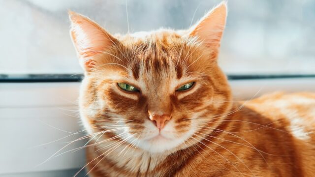 can cats eat curry