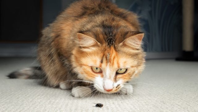 can cats eat flies