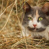 can cats eat hay