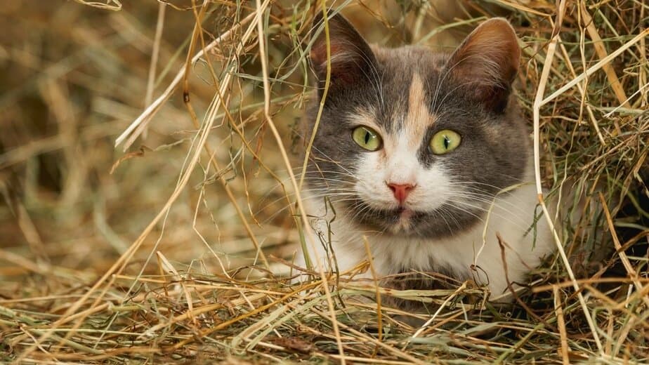 can cats eat hay