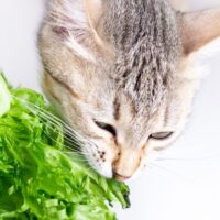 kediler marul yiyebilir mi