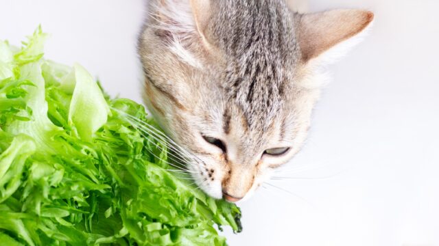 can cats eat lettuce
