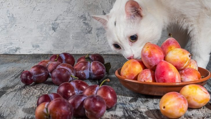 Kediler Erik Yiyebilir mi? Neden Bu Kadar Suratsızsın Şeker Eriği? 