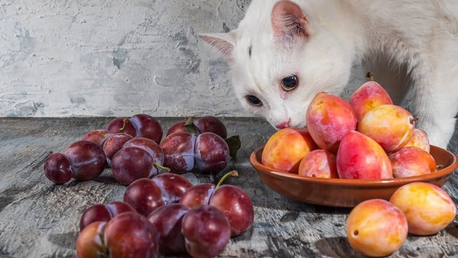 can cats eat plums