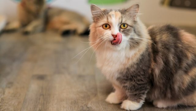 can cats eat pork rinds