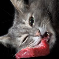 can cats eat raw beef