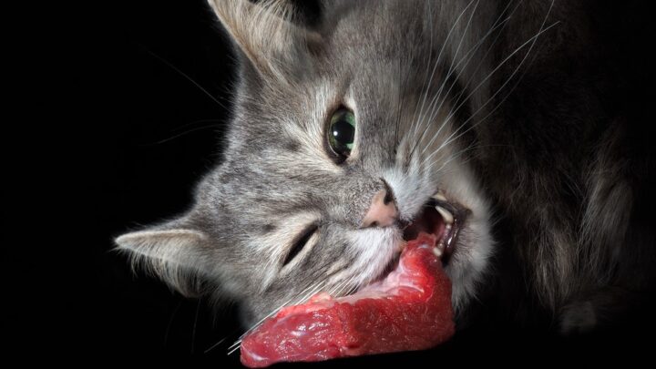 Kediler Çiğ Sığır Eti Yiyebilir mi? Vermek mi Yasaklamak mı? 