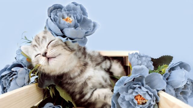 can cats eat roses
