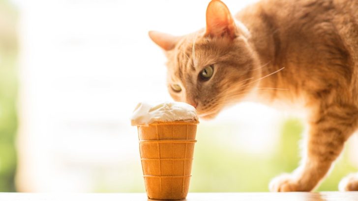 Kediler Vanilyalı Dondurma Yiyebilir mi? Kepçenin İçinde Ne Var? 