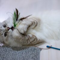 cat ate feather