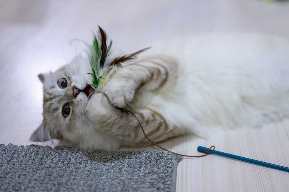 cat ate feather