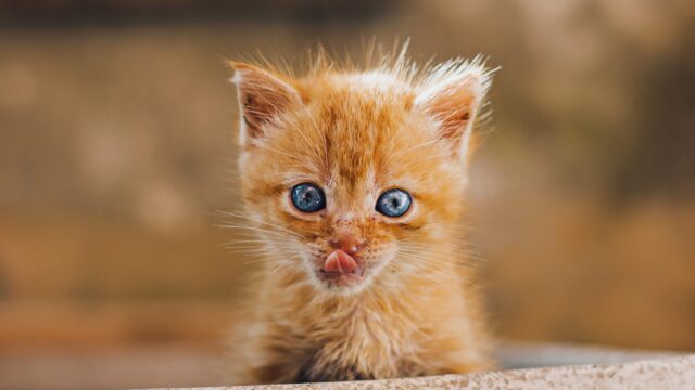 cat ate rubber band