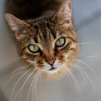 cat peeing on bathroom rug