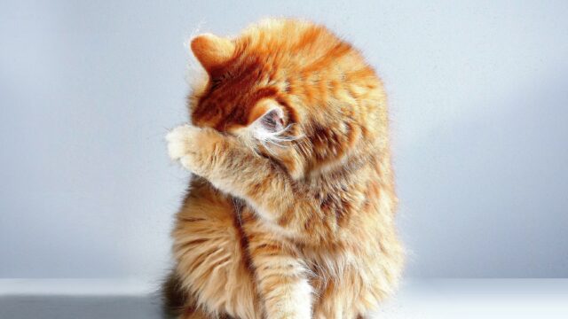 cat plays with poop