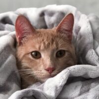 cat sleeps under blanket