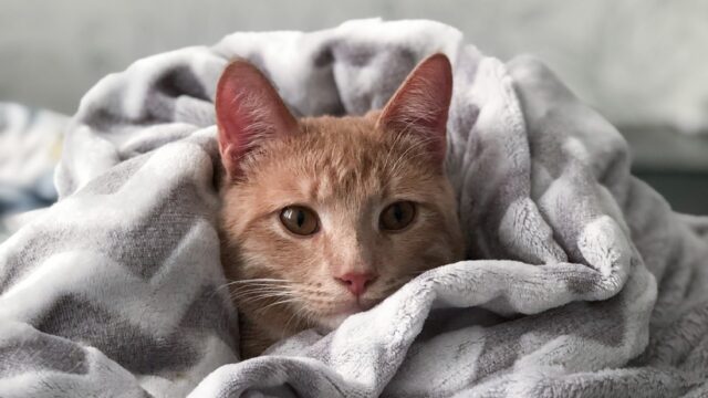 cat sleeps under blanket