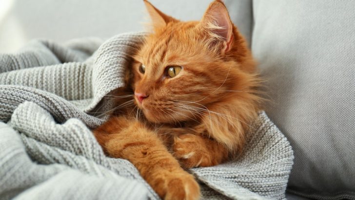 Kedi Kışlık Montu: Kediler Kış Aylarında Daha Kabarık mı Olur?