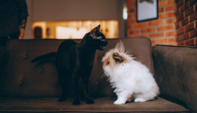do cats attack rabbits