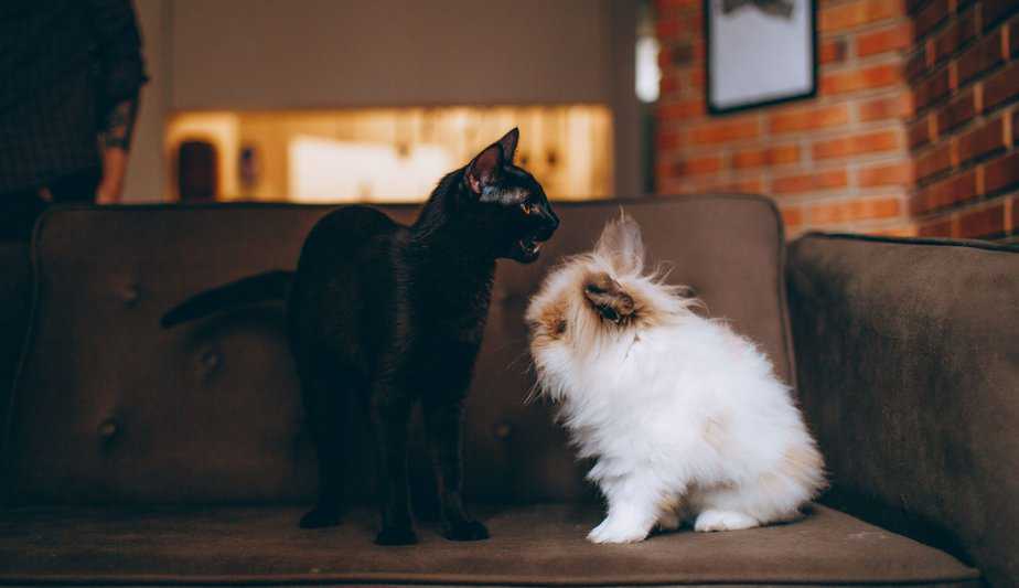do cats attack rabbits